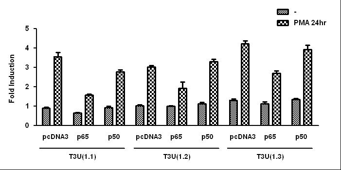 The role of NF-κB in PMA-induced TIM-3 expression.