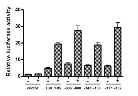 The implication of LEF-1 site in TIM-3 promoter activity.