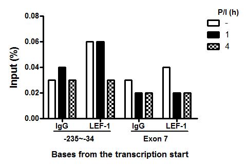 LEF-1 binds to the promoter of TIM3.