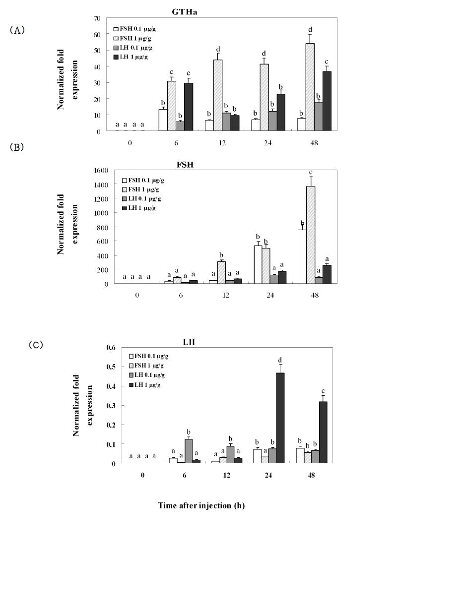 Expression of GTHα (A), FSHβ (B), and LHβ (C) mRNA in the pituitary of cinnamon clownfish using quantitative real-time PCR after recombinant FSH (rFSH) and LH (rLH) injections.