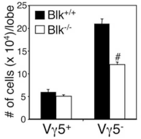 Blk KO mouse에서의 γδ T cell 비교.