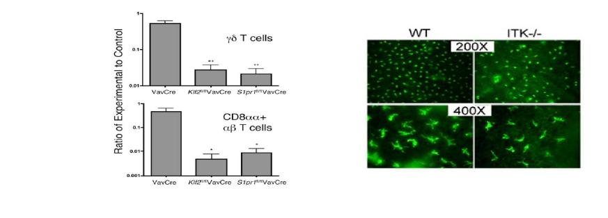 (왼쪽) KLF-/-, S1PR1-/- 마우스의 장으로의 γδ T cell 분포 변화, (오른쪽) ITK-/- 마우스의 피부 상의 γδ T cell 분포 변화.