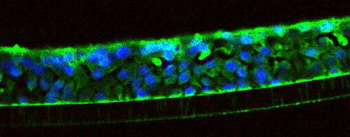배양된 정상 사람 코점막 상피세포에서 γδ T 세포의 면역형광염색. ALI 배양기술을 이용한 정상 사람 코점막 상피세포의 배양조직에서 상피세포 중에 γδ TCR에 양성인 γδ T 세포를 확인함.
