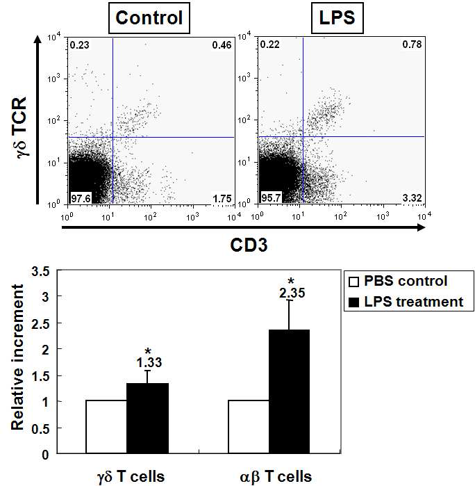 LPS를 이용한 상부 호흡기 박테리아 감염 유사모델에서 코점막 상재 γδ T 및 αβ T 세포의 변화양상. 코점막 상재 αβ T 세포는 LPS에 의해 약 2.35배 증가하였고 γδ T 세포는 약 1.33배 증가함.