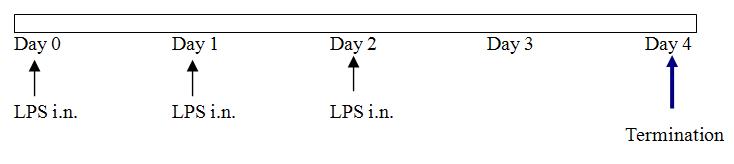 LPS를 이용한 상부 호흡기 박테리아 감염 유사모델 시스템. 3일간 LPS solution을 intranasal instillation하고 이틀 후 termination하여 시료를 채취할 수 있음.