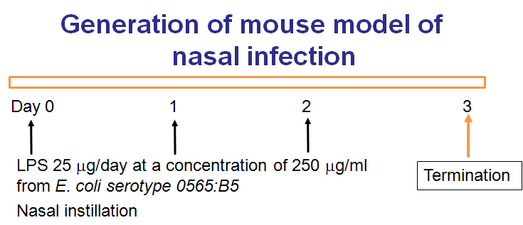 Generation of mouse model of nasal infection.