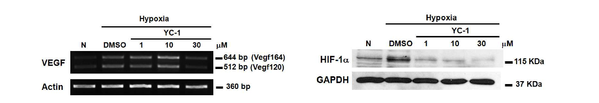 HIF-1α의 저해제에 의해 조절되는 VEGF 유전자 및 단백의 발현.