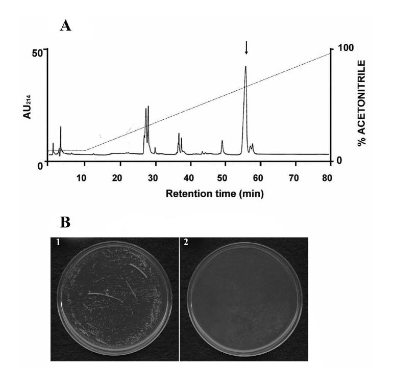 Purification and antifungal activity of a novel antifungal protein. (A) The unadsorbed fraction with antifungal activity on ion-exchange chromatography was subjected to reverse-phase HPLC on a C18 column.The arrow indicates a protein with antifungal activity. (B)