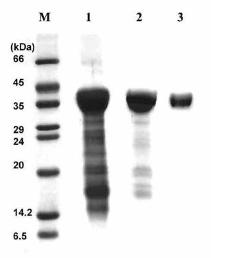 Sodium dodecyl sulfate-polyacrylamide gel electrophoresis. Pr-1 was analyzed by SDS-PAGE on a 15% separating gel with Coomassie brilliant blue G-250 stain. Lane M, molecular mass marker proteins obtained from Sigma. Lane 2, proteins extracted from pumpkin rind. Lane 3, heat-stable proteins after heat-treatment, Lane 4, the purified protein from RP-HPLC.