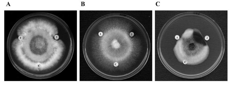 Inhibitory activity of purified Pr-1 for fungal growth. Purified Pr-1 was subjected to radial growth inhibition tests with Fusariummoniliformevar. subglutinans (A), B. cinerea (B) and F.solani (C).