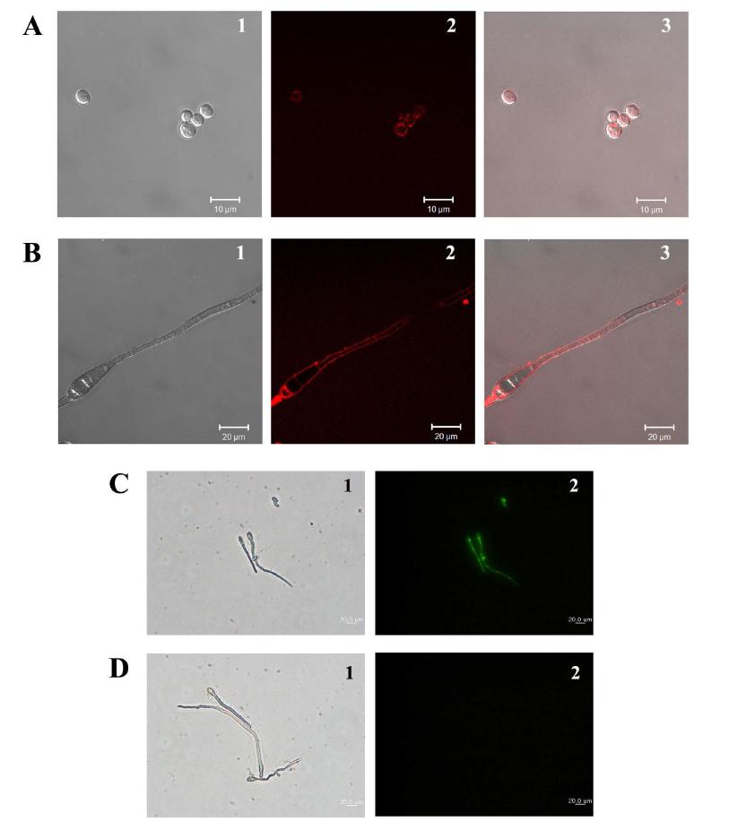 Localization of rhodamine-labeled Pr-1 (A and B) and SYTOX Green uptake (C and D) on fungal cells. C. albicans cells (A) or F. solani hyphae (B) with 20μM rhodamine-labeled Pr-1 was observed on confocal laser scanning microscopy. The influx of SYTOX Green was visualized using fluorescence microscopy in the presence (C) or absence (D) of Pr-2. Panel 1 shows the bright field image, while panel 2 is a fluorescence image of the same cells shown in the bright field micrograph. Panel 3 shows the merged images.
