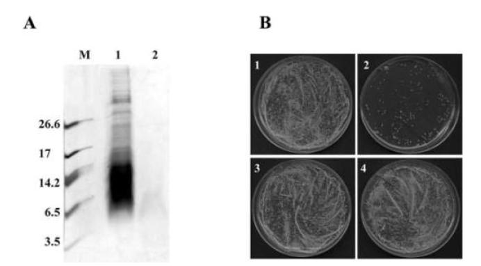 Proteolytic digestion of crude extracts with trypsin. A, Crude extracts were digested with 0.25 mg/ml trypsin at 37 °C for 4hr, and then the sample was subjected to SDS-PAGE. Lane 1: without trypsin and lane 2: with trypsin. B,digested crude extracts were assayed toward Candida albicans. 1: Control (no extracts and trypsin), 2: only extracts (no trypsin), 3: digested extracts (with trypsin), 4: trypsin only (no extracts).