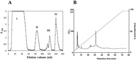 Chromatographical purification of antifungal proteins (Pr-2). A and B, Pr-2, antifungal protein, was purified using cation exchange chromatography on CM-Sepharose (A), reverse-phase HPLC on a C18 column (B). Extraction of the soluble proteins and chromatographic procedures are described in the Materials & Methods section. (I): Unadsorbed fraction, (II-IV): fraction eluted with 0.1 M (II), 0.3 M (III) and 1 M (IV) NaCl. Fraction (II) containing antifungal activity was collected and purified on a C18 column (B).