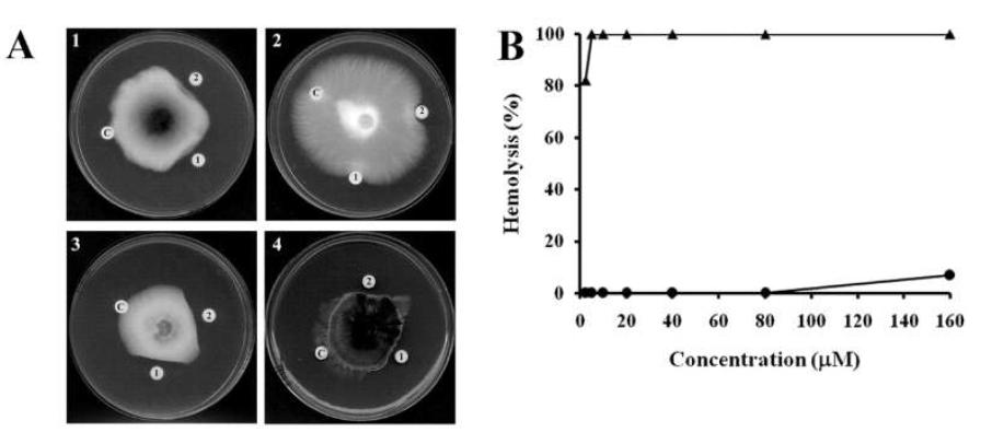 Inhibitory activity of purified Pr-2 for fungal growth (A) and human red blood cells (B). A, Purified Pr-2 was subjected to radial growth inhibition tests using Fusarium solani (1), B. cinerea (2), Trichoderma harzianum (3) and Colletotrichum coccodes (4). Paper disks were loaded with buffer alone as a negative control (disk C; 25 mM Hepes buffer, pH 7.2) or with 150 μg (disk 1) or 300 μg (disk 2) of purified Pr-2. B, The dose response of hemolytic activity toward 8% hRBCs with Pr-2 (▲) and melittin (●) was evaluated.