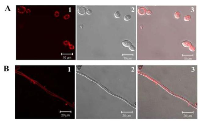 Localization of rhodamine-labeled Pr-2 in fungal cells. Fungal cells with rhodamine-labeled Pr-2 were visualized on confocal laser scanning microscopy. Conidia of C. albicans (A) and hyphae of F. oxysporum (B) were incubated with 20 μM rhodamine-labeled Pr-2 for 30 min. A representative fluorescence image of fungal cells with the protein is shown in panel 1, and a bright field image of the same cells is presented in panel 2. The merged image of the two panels is shown in panel 3.