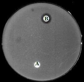 Antifungal activity of potide-G on agar containg C. albicans. After peptide was untreated (A) or treated (B, 5 μg) on paper discs, the plated was incubated for 24 hr at 37 °C.