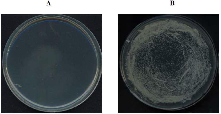 Antibacterial assay of PT-1 peptide in the absence (A) or presence (B) of DTT against S. aureus. After reducing the intramolecular disulfide bonds of peptide with DTT, substance was mixed with bacterial cell suspension.