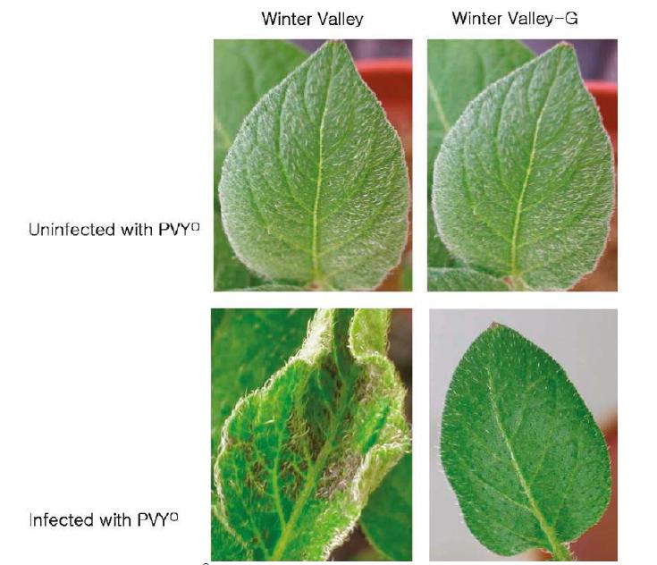 Phenotypic responses of PVYO infection. Several local lesions and leaf spots developed on most of the leaf lamina of infected ’