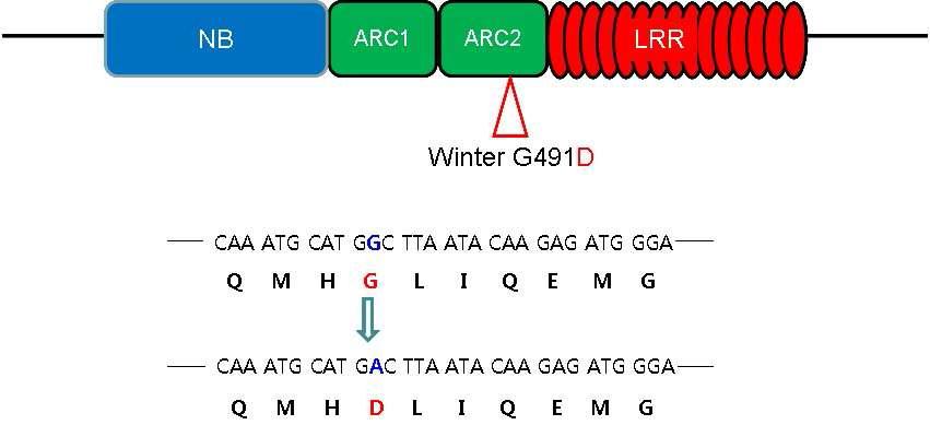 The site-direct mutagenesis of W-Ry.