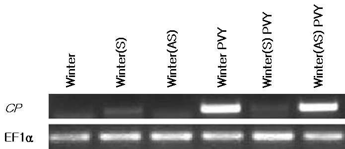 감자잎에서 total RNA를 뽑아 cDNA를 만든후 CP primer를 사용하여 확인하였다. 사용된 CP primer는 Forward primer (CPF2）: 5'-GACACATACTGTGCCGAGAATCAAGGCTA-3'과 Reverse primer (CPR2) : 5'-CATTCATCACAGTTGGCATCTCAGT-3' 를 이용하였다. 실험7일 째에 확인된 결과이다. 감염되어진 Winter(S) PVY가 CP가 확인되지 않는 것은 형질전환으로 인해 저항성이 증가 되어진 것으로 보여 진다.