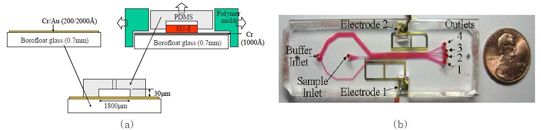 (a) 평면교차전극을 포함하고 있는 유리기판과 채널이 형성된 PDMS를 이용한 측면방향 유전영동 세포분리기 제작과정 (b) 제작된 측면방향 유전영동 세포분리기