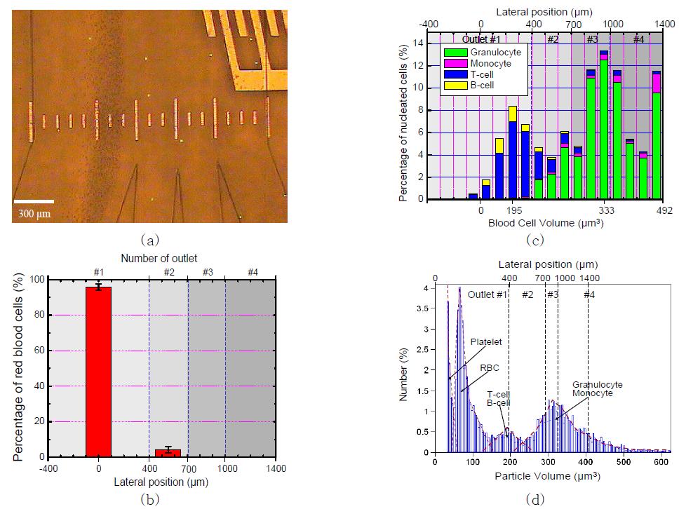 (a) 적혈구와 형광 표지된 백혈구가 크기에 따라 분리되는 모습. (b) 각각의 출구에서 측정된 적혈구의 상대적 비율. (c) 100μm 구간마다 분리되는 T세포, B세포, 과립백혈구, 단핵백혈구의 상대적 분리 비율. (d) Coulter counter를 이용하여 측정한 혈액 세포 크기에 따른 분포도.)