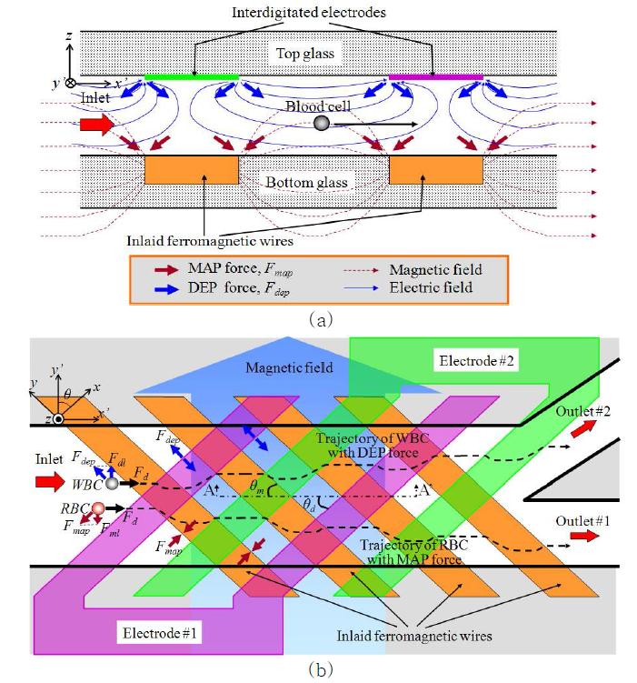(a) 센자성 와이어와 평면교차전극으로부터 발생하는 자기력과 유전영동력에 의해 혈액세포들이 채널 내에서 측면방향으로 움직이는 개념도, 측면방향 자기-유전영동 세포분리기의 단면도, (b) 센자성와이어와 평면교차전극으로부터 발생하는 자기력과 유전영동력에 의해 적혈구와 유핵세포들이 채널 내에서 서로 반대 측면방향으로 움직이는 개념도.