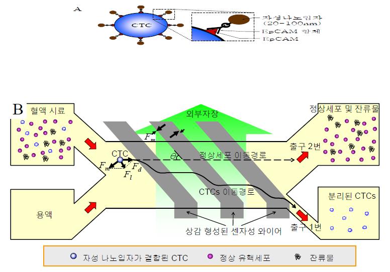 (A) CTCs 표면에 발현된 EpCAM에 특이 결합된 자성 나노입자의 개념도. (B) 센자성 와이어로부터 발생하는 자기력에 의해 CTCs가 채널내에서 측면방향으로 이동하여 출력 1번으로 분리되는 개념도.