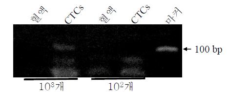 103과 102개의 CTCs가 주입된 혈액(혈액)과 이로부터 분리된 CTCs를 이용한 유방암세포 특정유전자(100bp)의 RT-PCR 분석결과.
