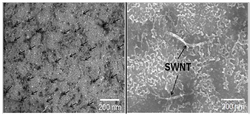 AP-SWNT/PEDOT:PSS 나노복합체의 SEM 사진