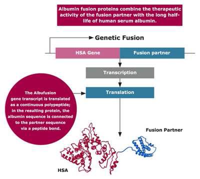 알부민 단백질 융합 기술