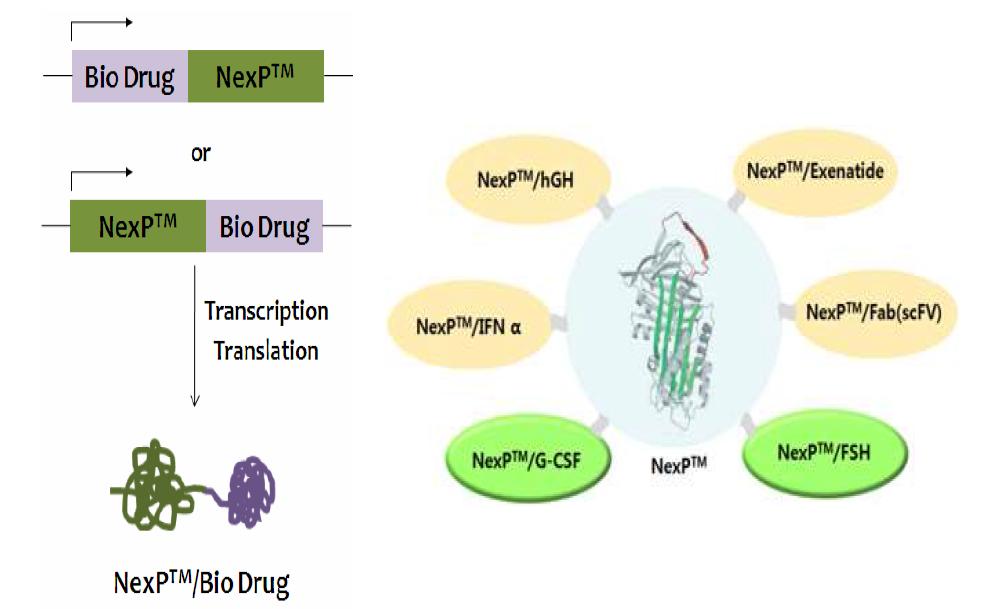 (주)알테오젠의 NexP™ 단백질 융합 기술