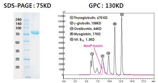NexP™/G-CSF의 SDS-PAGE와 GPC 상에서의 분자량 차이