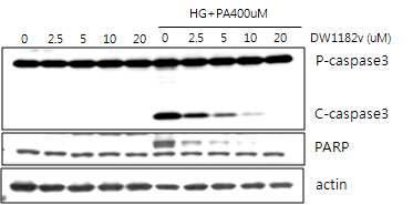 DW1182v의 HG/PA에 의한 INS1 세포의 사멸 억제 효과 (세포 사멸 마커인 caspase3와 PARP에 대한 웨스턴블랏)