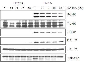 DW1182v의 INS1 세포에서 HG/PA에 의한 소포체 스트레스 억제 효과 (소포체 스트레스 마커인 p-JNK, CHOP, p-eIF2a, Calnexin에 대한 웨스턴블랏)