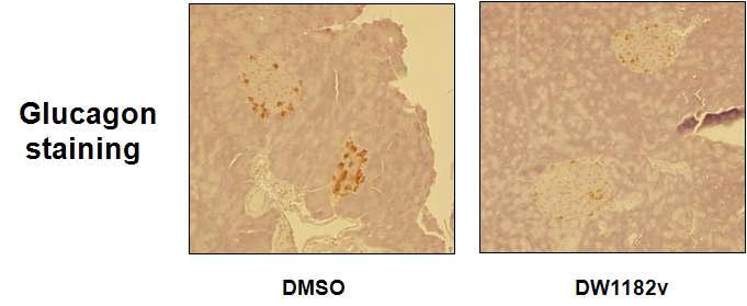 DW1182v의 db/db 마우스에서 글루카곤 분비를 억제하는 효과를 보여주는 췌장 조직 절편 사진