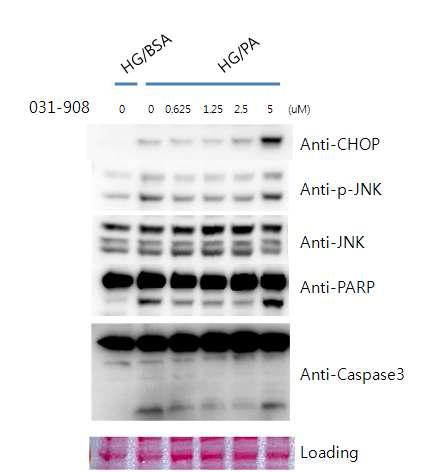 GGBC-000-031-908의 INS1 세포에서 HG/PA에 의한 소포체 스트레스 및 사멸 억제 효과를 보여주는 웨스턴블랏