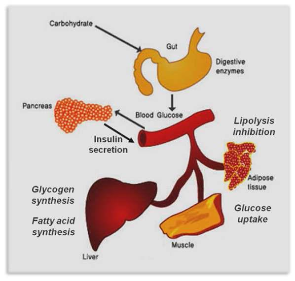 동화작용(Anabolism) 을 담당하는 인슐린의 기능