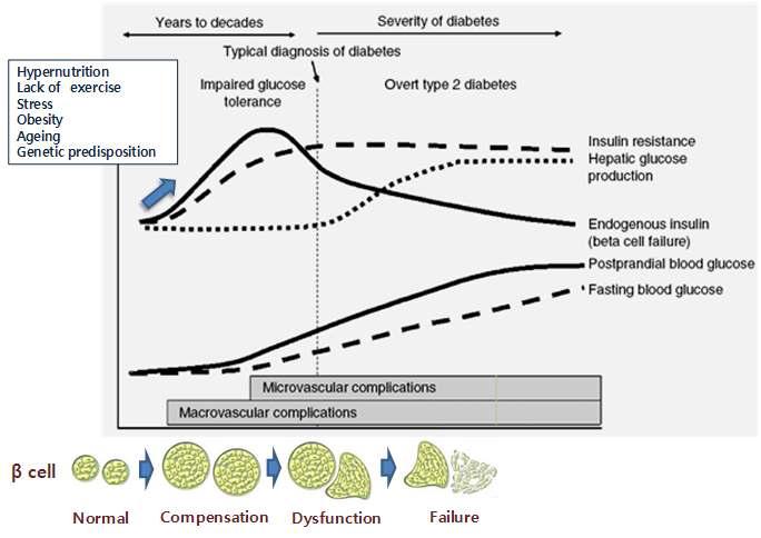 베타세포의 사멸과 당뇨병의 이환