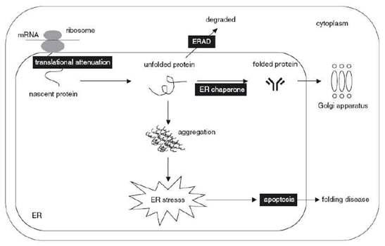 Unfolded protein response