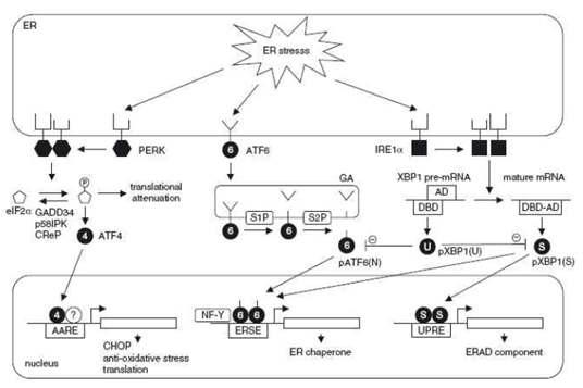 UPR의 PERK, ATF6, IRE1α 경로