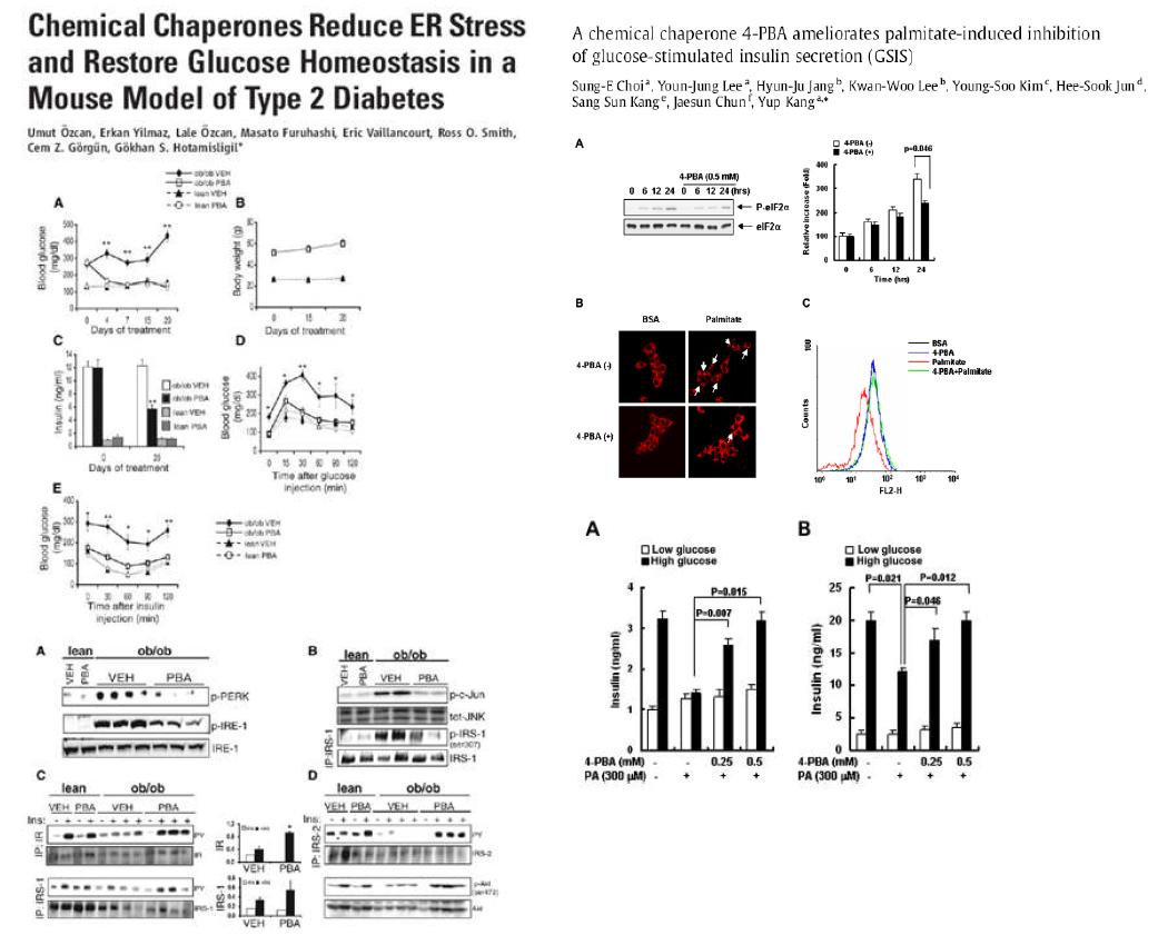 화학적 샤페론인 PBA가 ob/ob 마우스에서 인슐린 저항성 개선을 통한 당뇨치료 효과가 있음을 증명한 데이터. 본 연구단이 PBA가 in vitro/ex vivo에서 당지질독성에 의한 베타세포의 기능적･형태적 파괴를 정상화시킴을 증명한 데이터