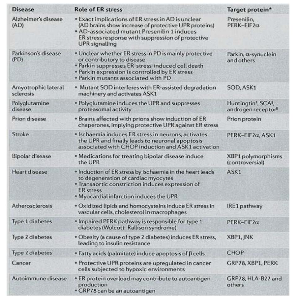 소포체 스트레스와 연관된 다양한 질환 및 분자 표적