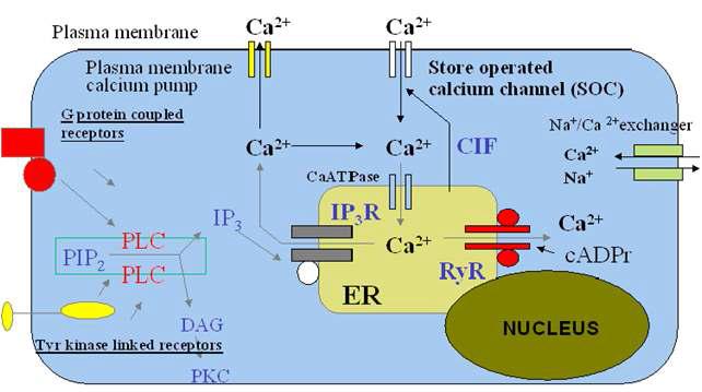 세포의 칼슘 항상성 유지 기전