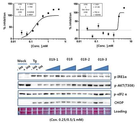 GGBC-100-000-019의 tunicamycin (상좌) 과 thapsigargin (상우)에 대한 DRC 결과. GGBC-100-000-019와 그 유도체 3종의 HepG2 세포에서 thapsigargin에 의한 소포체 스트레스 및 인슐린 저항성 억제 효과 비교(하)