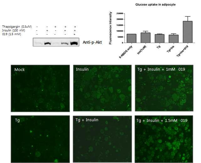 GGBC-100-000-019의 분화된 3T3-L1에서 thapsigargin에 의한 인슐린 저항성 억제 (상좌), 포도당 흡수율 증가 (상우), Glut4의 세포막 이동 증가 (하) 효과