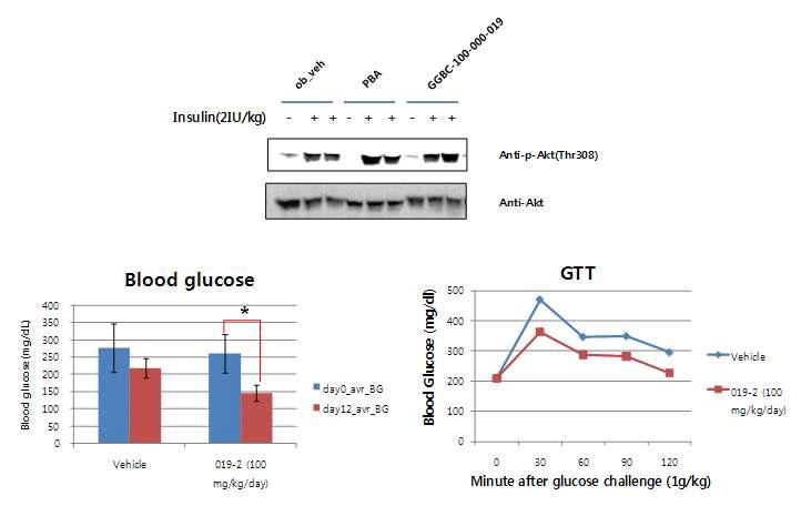 GGBC-100-000-019의 ob/ob 마우스에서의 간조직에서의 인슐린 감수성 회복 효과 (상), GGBC-100-000-019-2 유도체의 ob/ob 마우스에서의 혈당강하 효과 (하좌), 포도당부하 억제 효과 (하우).