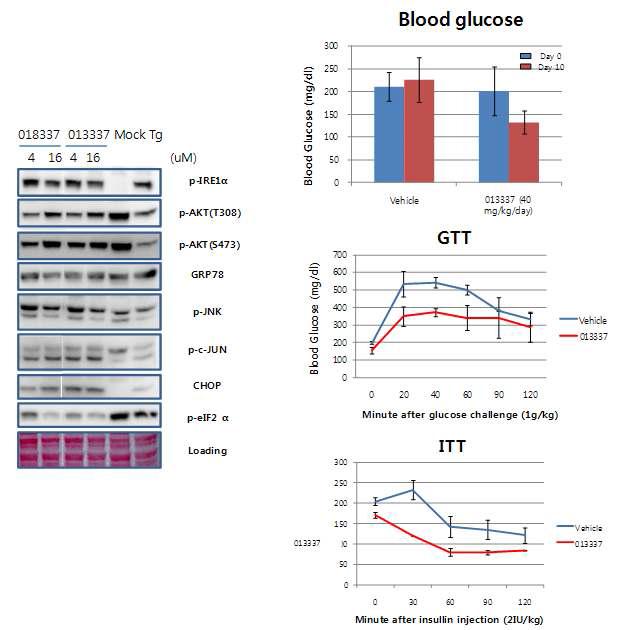 GGBC-000-018-337과 GGBC-000-013-337의 HepG2 세포에서 thapsigargin에 의한 소포체 스트레스 및 인슐린 저항성 억제 효과(좌), GGBC-000-013-337의 ob/ob 마우스에서 혈당강하 효과 (우상), 포도당부하 억제 효과 (우중). 인슐린 감수성 증가 효과 (우하)