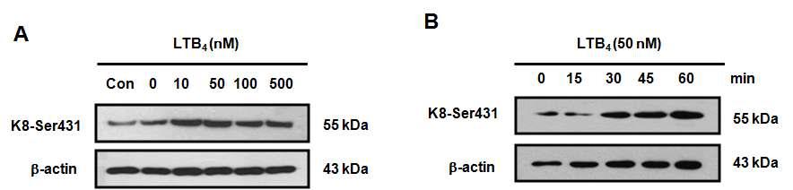 LTB4에 의한 농도 의존적, 시간의존적인 Keratin 8의 431번 serine residue의 인산화