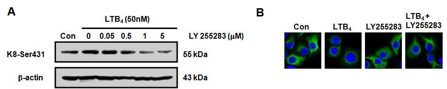 LY255283에 의한 Keratin 8의 perinuclear reorganization의 억제